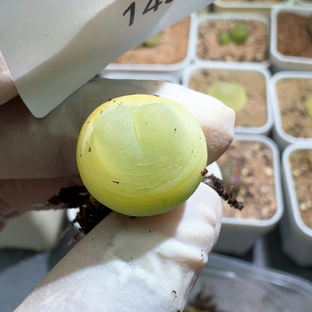 1-14-145拉登1473.18