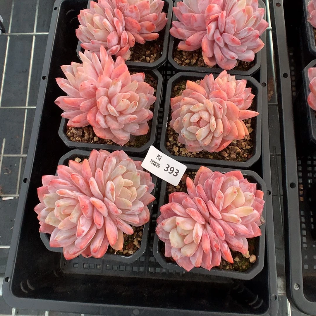 393玫瑰梦露多肉植物666