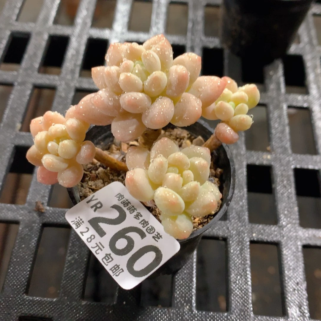 肉萌萌拇指盆精控多肉YR260