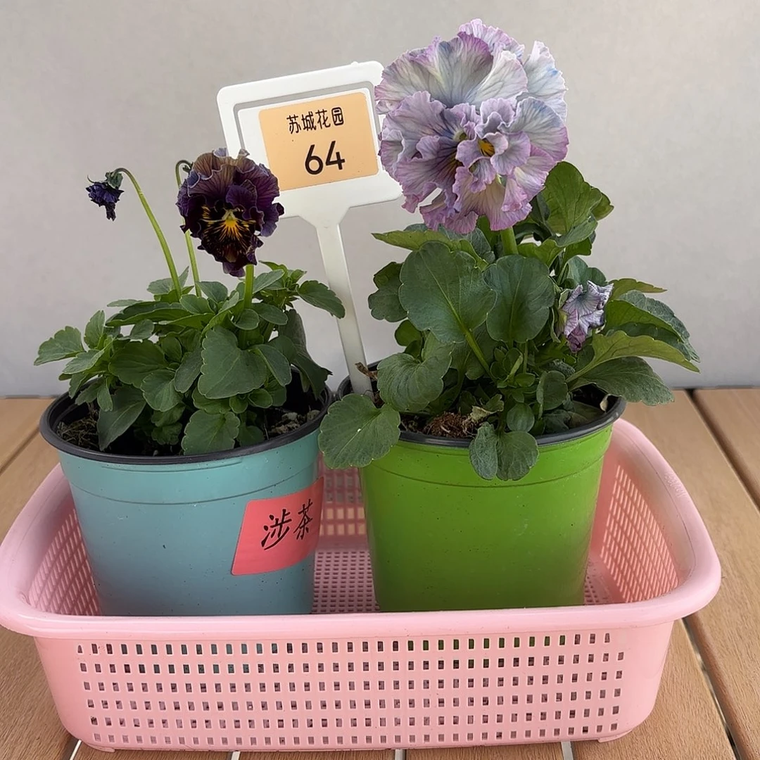 大部分开放少量花苞64