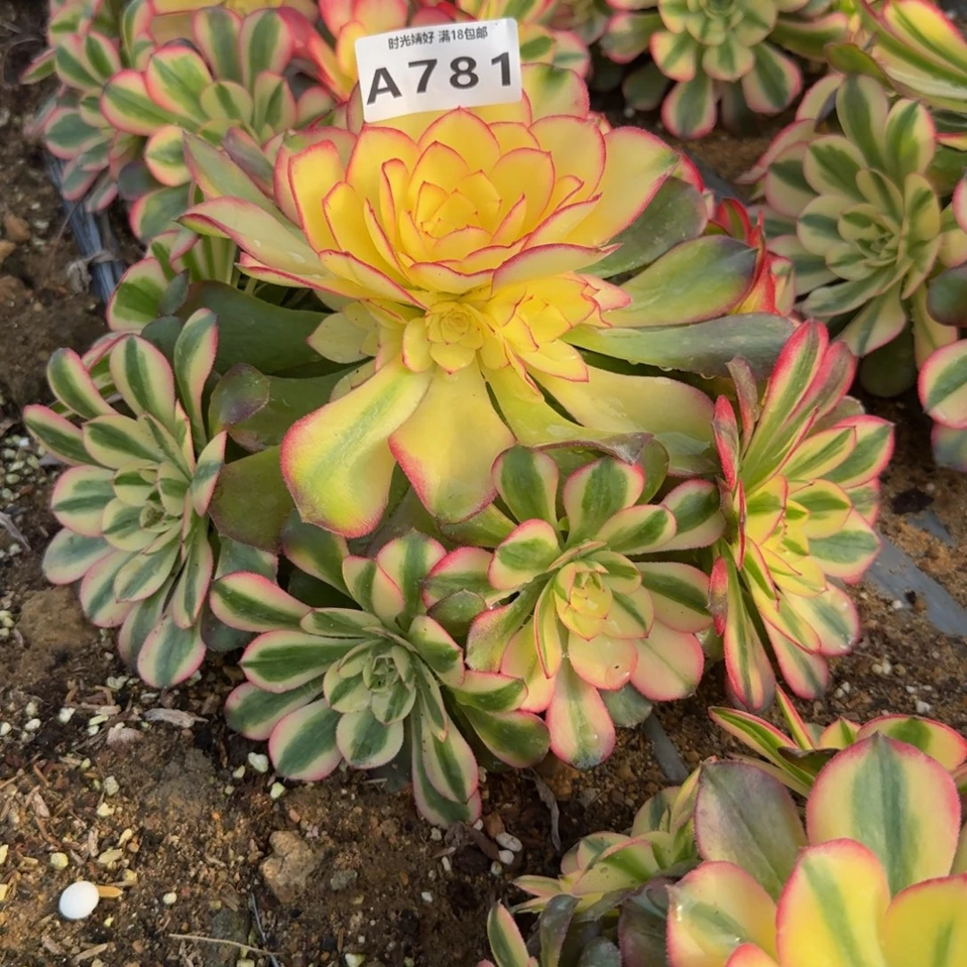 781荔枝。多肉植物