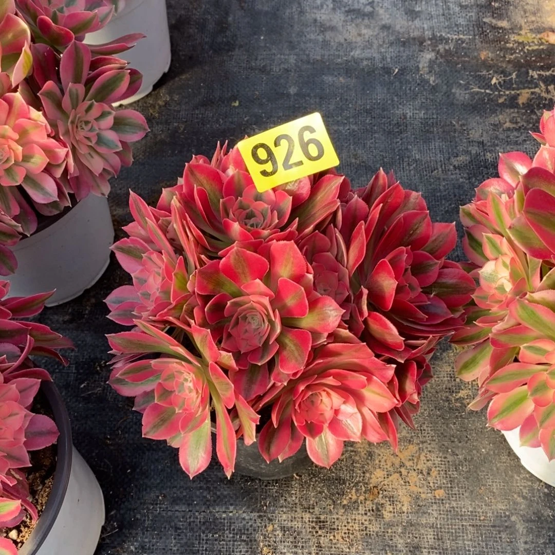 粉女巫从林多肉法师926