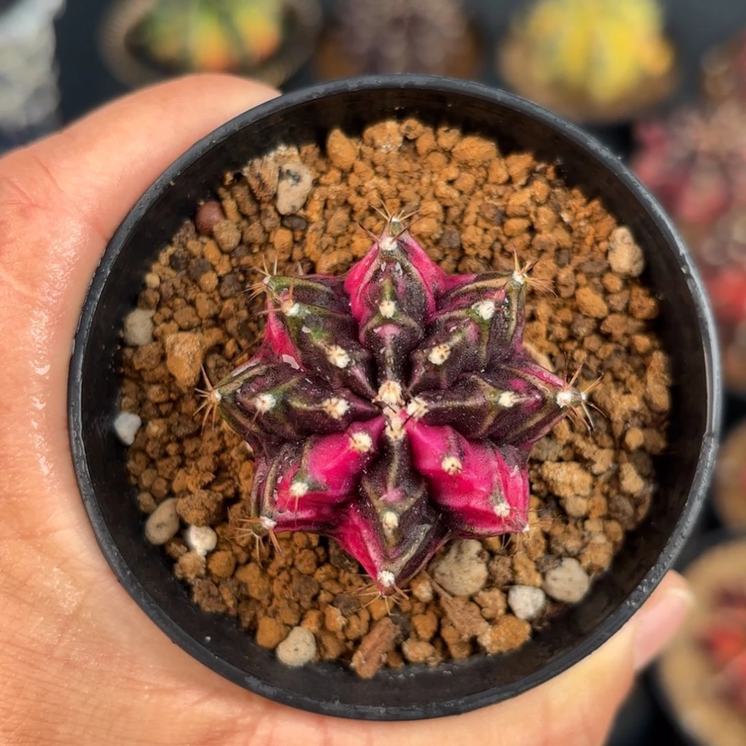 泰系米哈仙人球潘色侧10