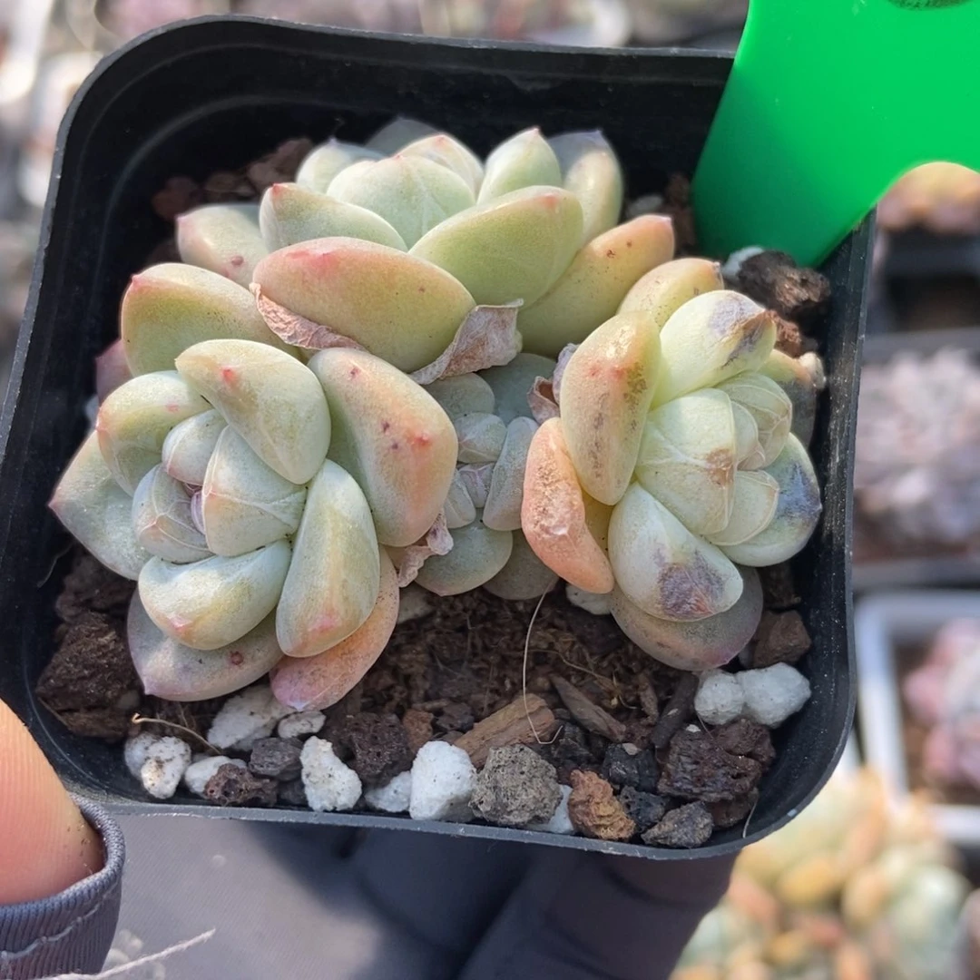 668送冰玉多肉植物保护