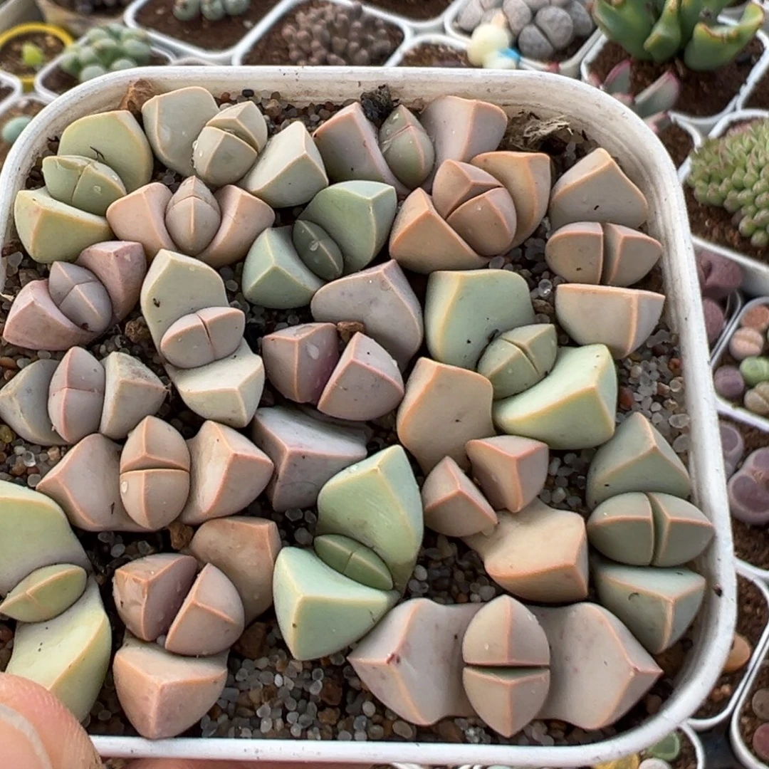 166多肉植物百科植物