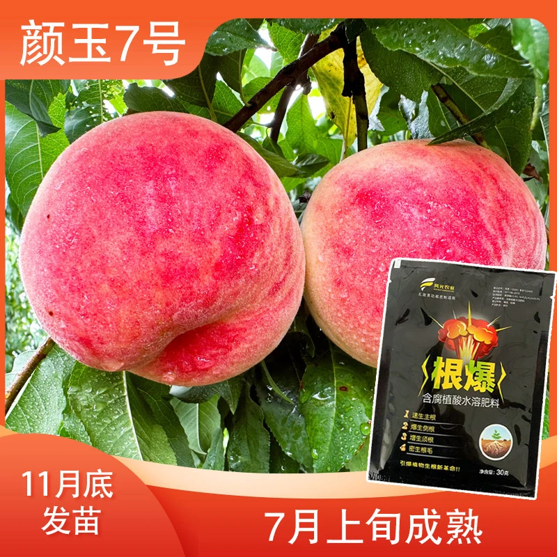 【颜玉7桃一级的】增产肥料（12月发）先发赠品