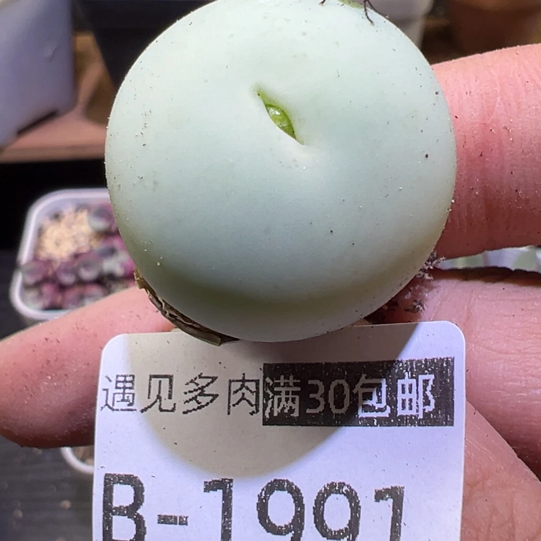 多肉植物11111111111