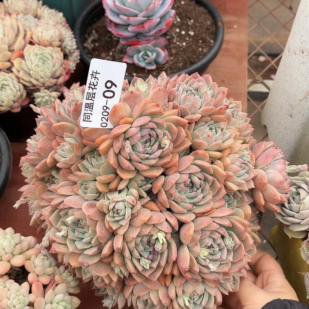 同温层多肉霜花09