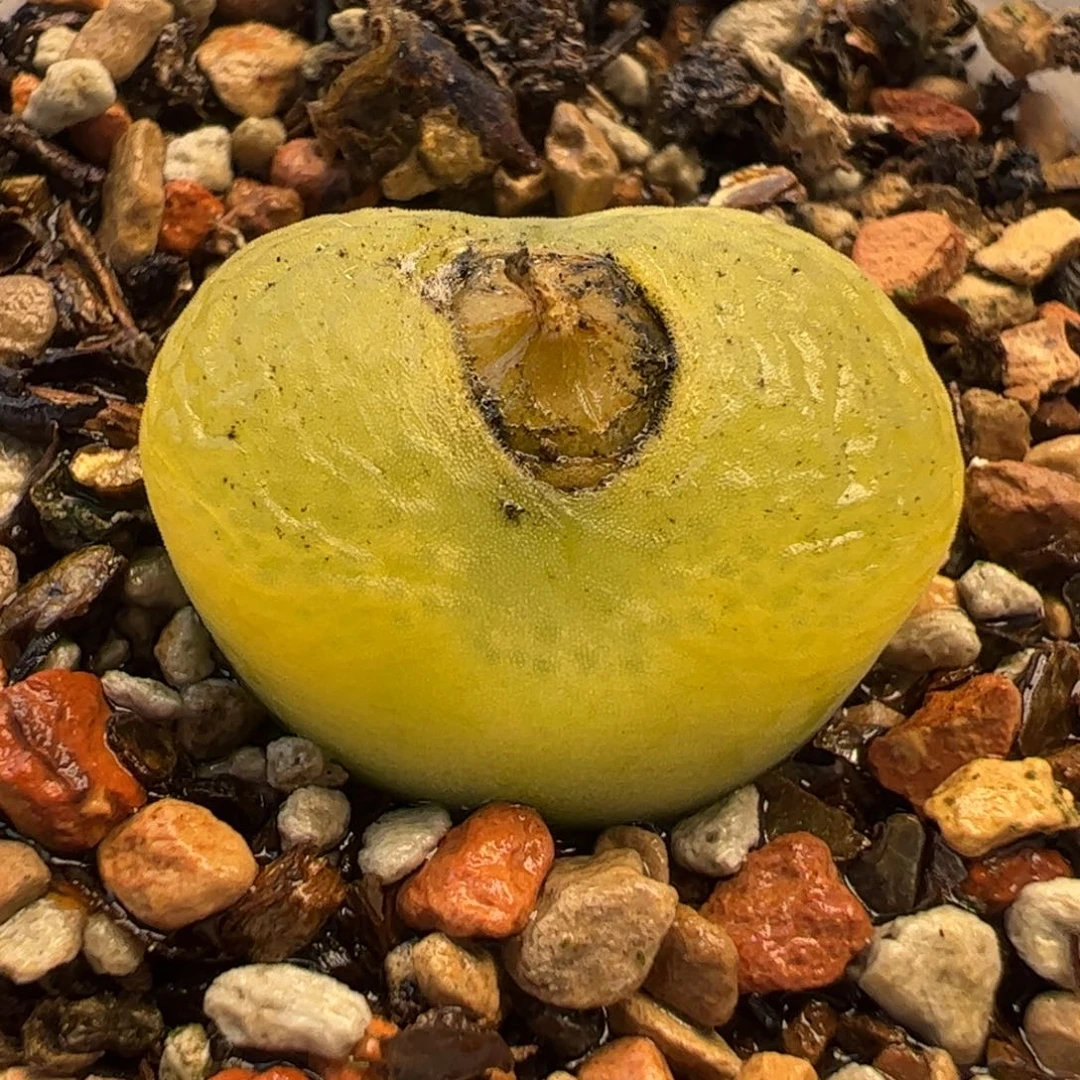 047多肉植物百科