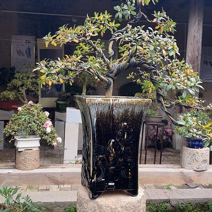 嘚***子无花朵人家美西施 花中维杜鹃