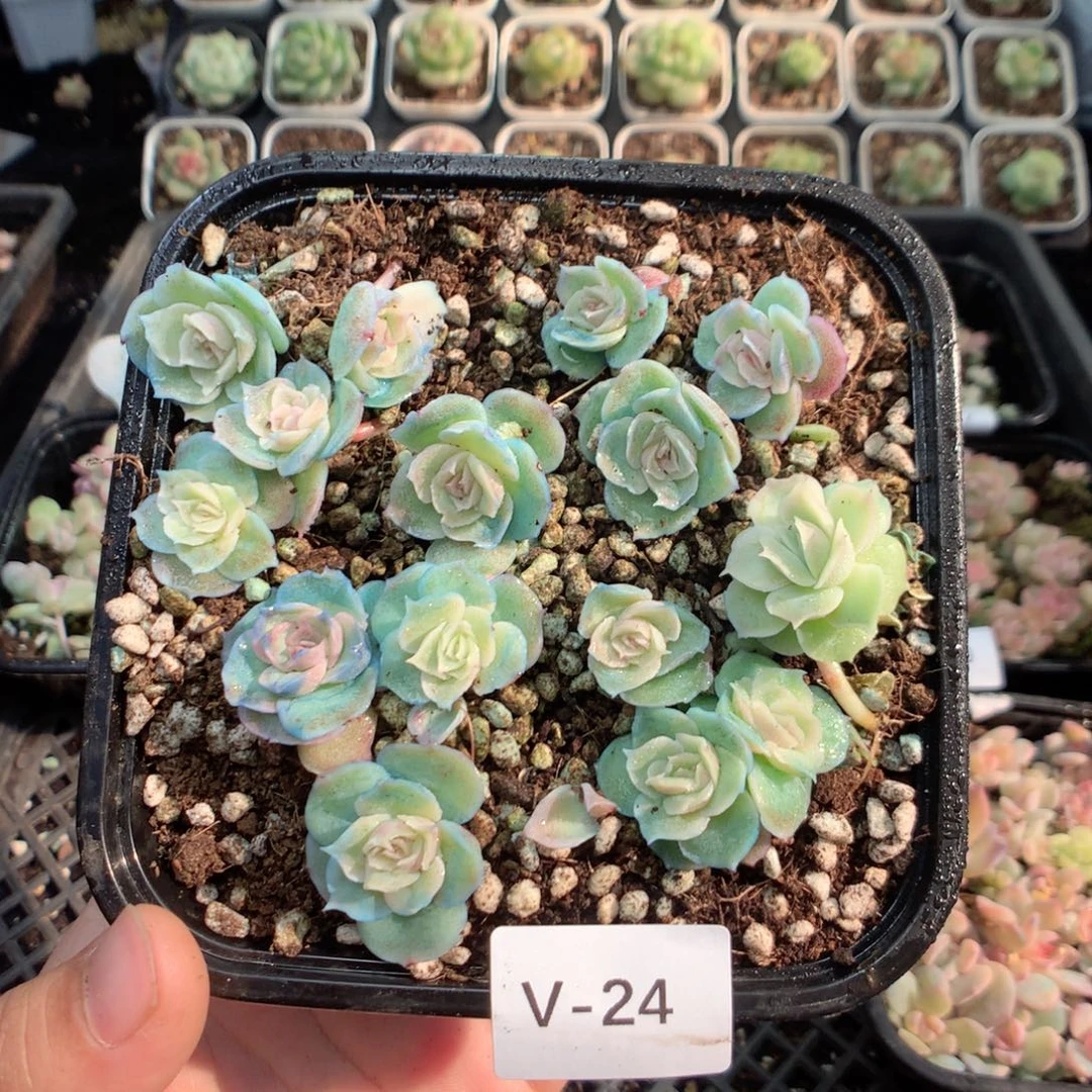 无花朵V24英语英语