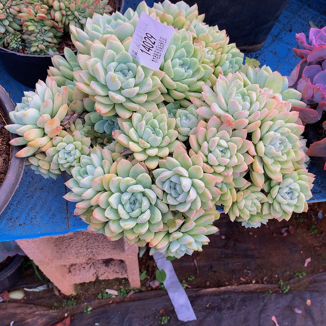 啊***蝶    奶油美人多肉14029