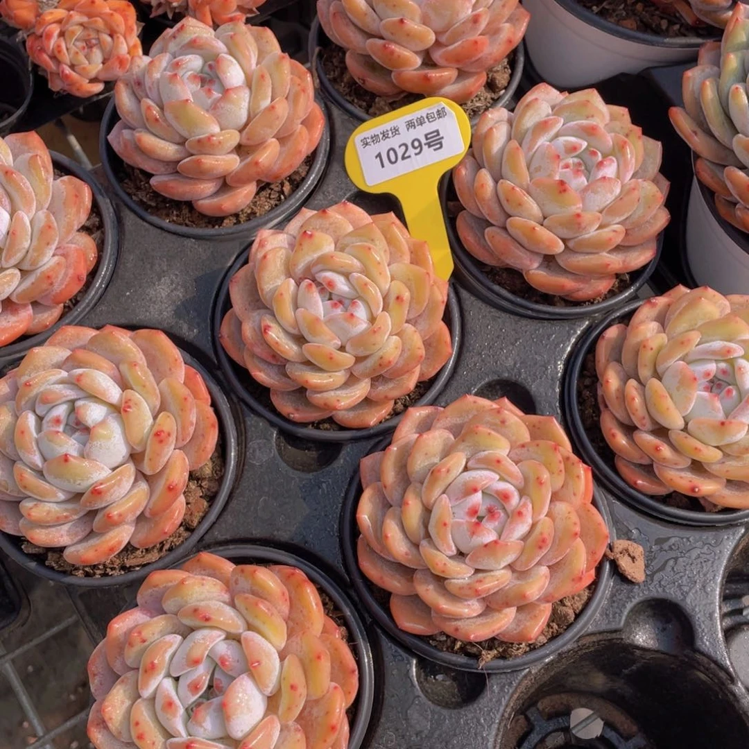 1029号 韩版仙女橙大单头一个