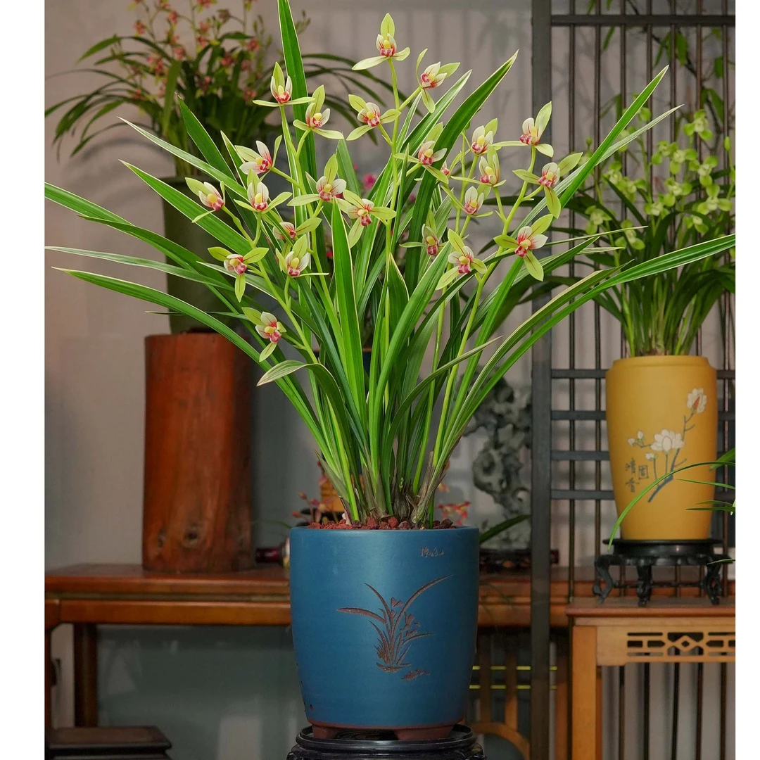 兰花建兰铭品【岭南小国魂带花苞】紫砂盆幽香兰花室内好养易活8