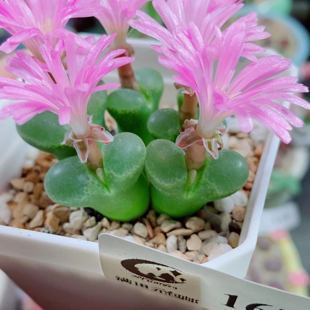 生石花花花花花花花167