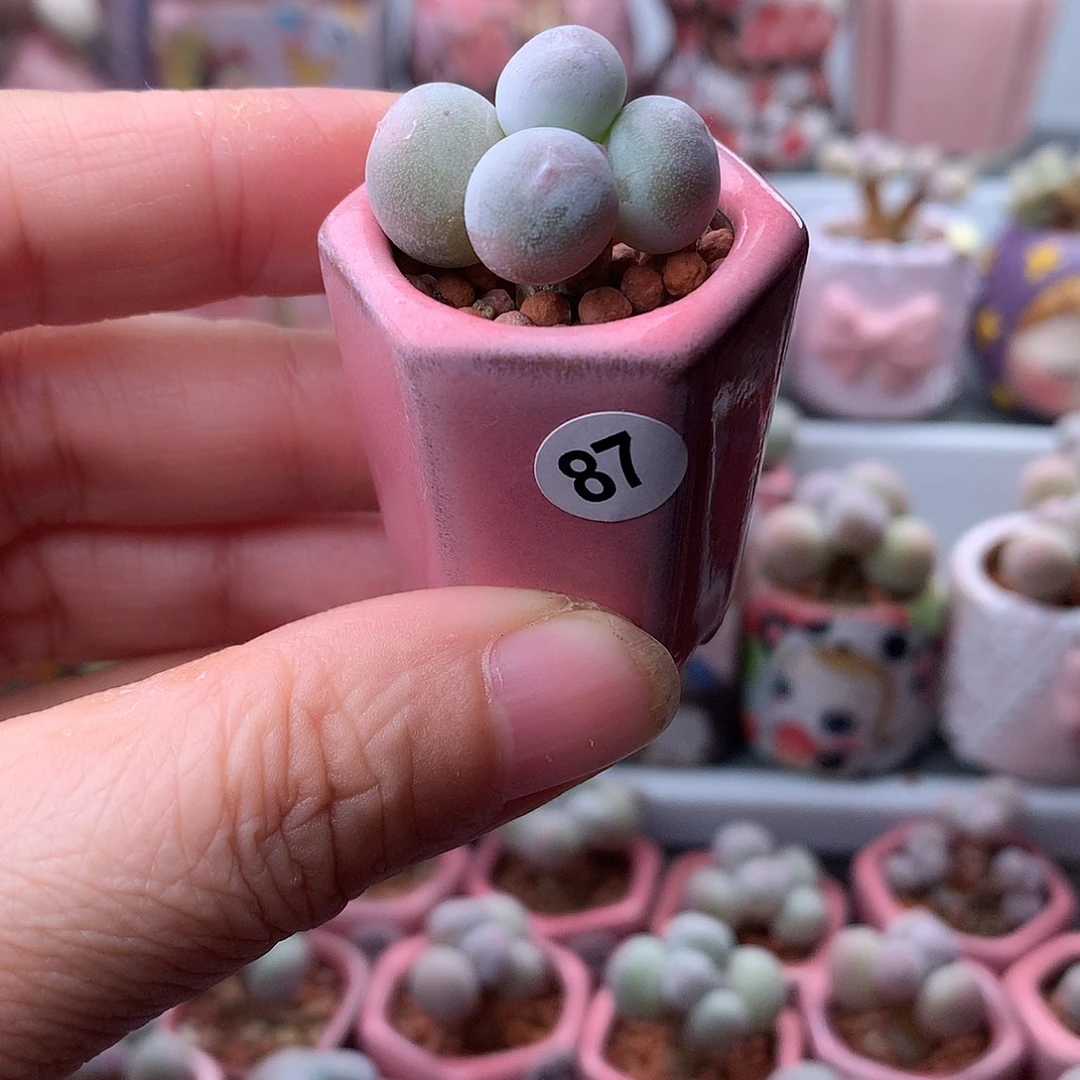 米可奶酪带盆发货