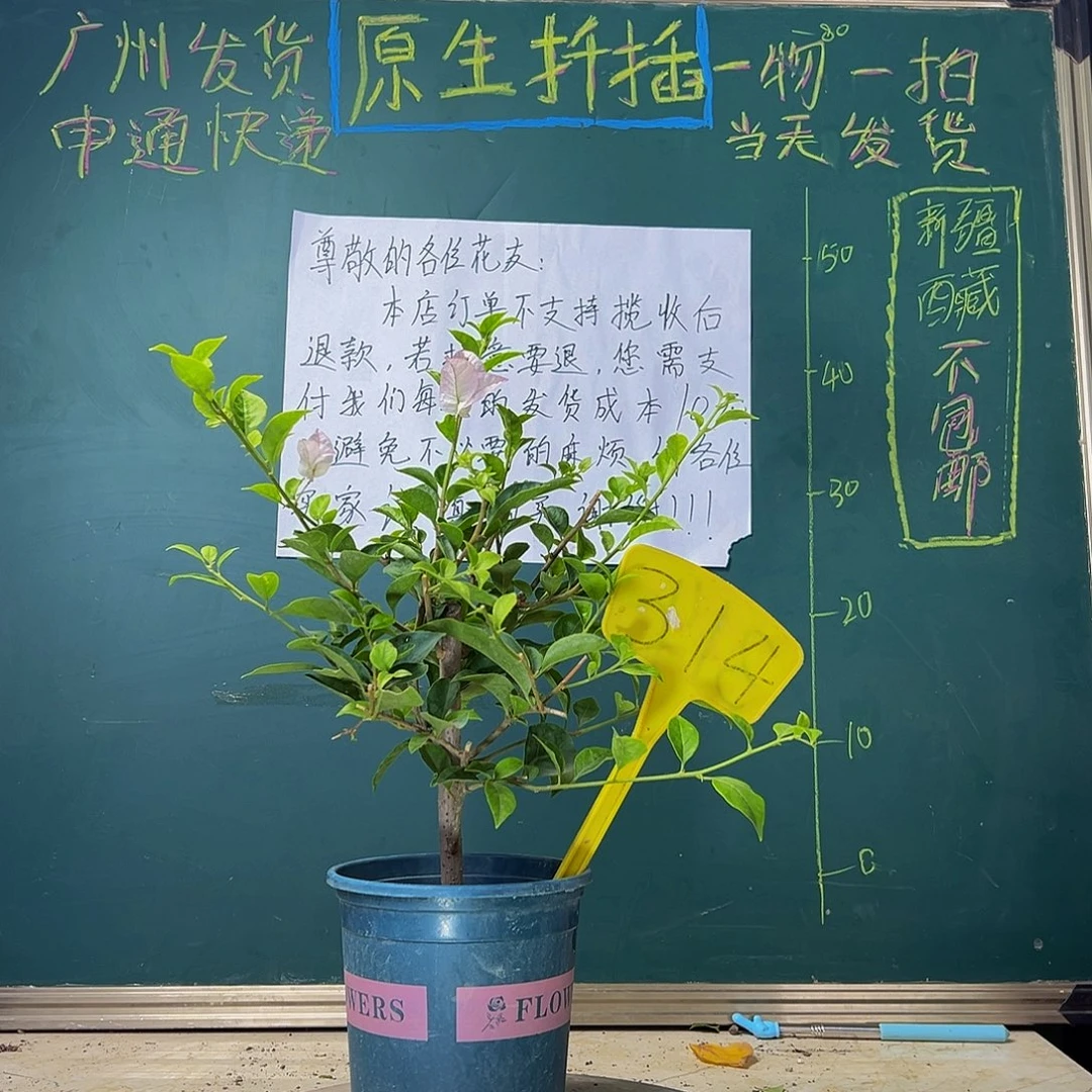 当前无花栽培后可以开花 绿叶丽娜  314