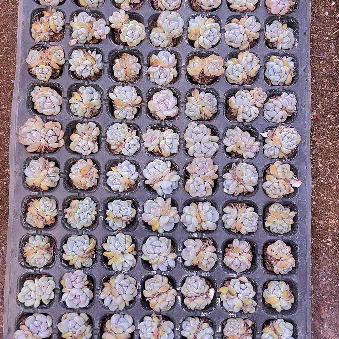 105颗双头级以上原始梦露！！