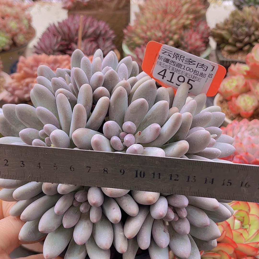 4195汤圆多肉植物