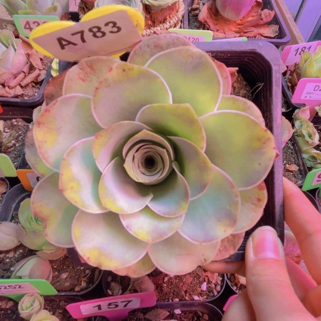 783山地玫瑰绿色