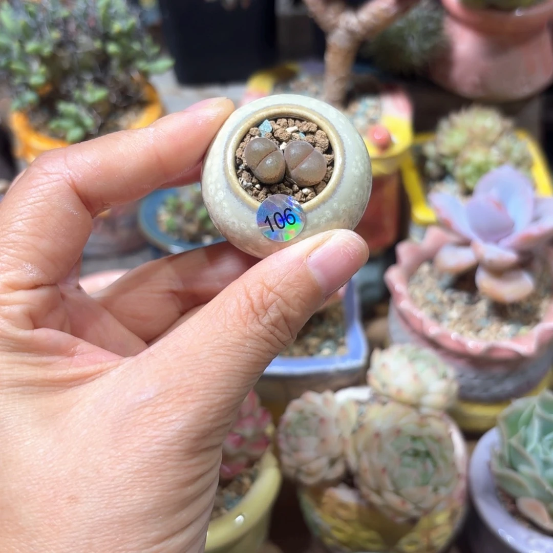 多肉含盆土 30元包邮 ➗偏远地区106