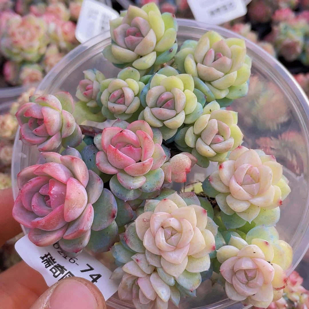 000000000000074量拍