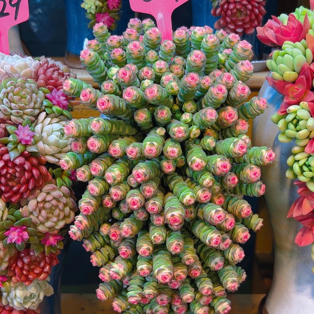 钱串串004盆花花卉