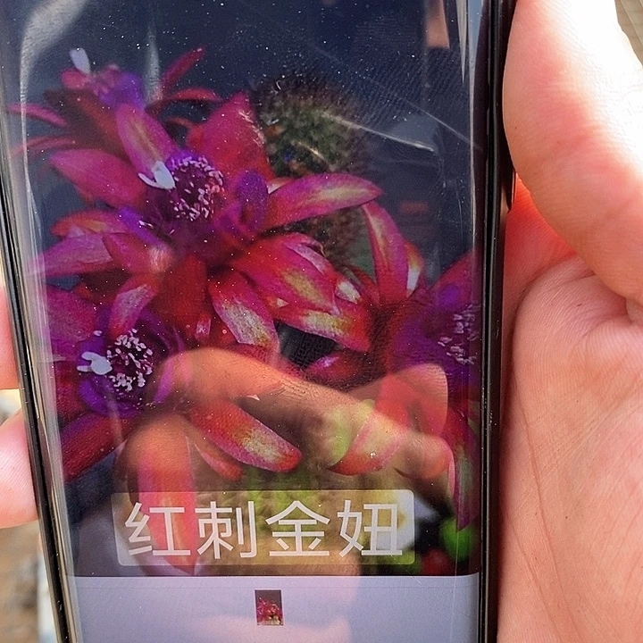 红刺金妞枝条 26公分以上