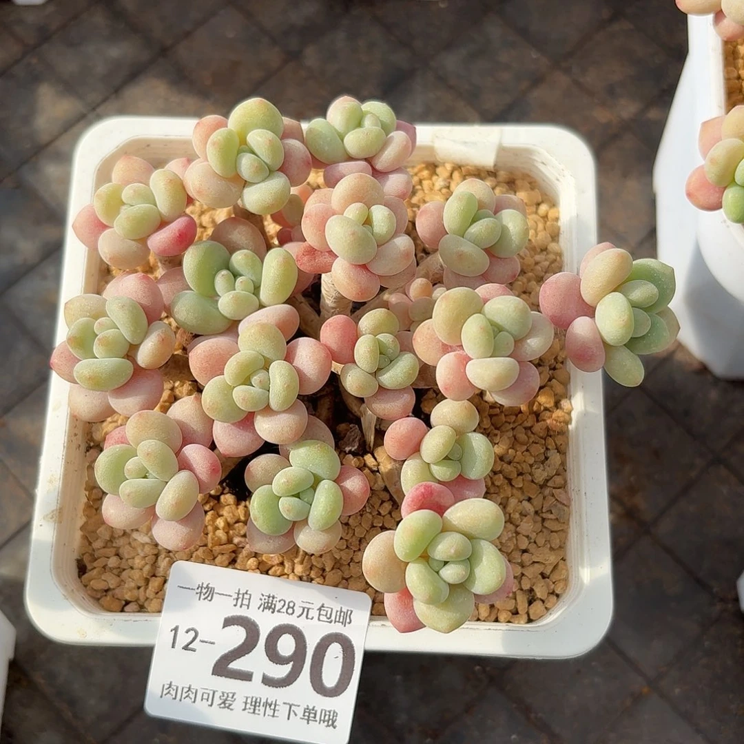 鱼子酱无盆土发货无