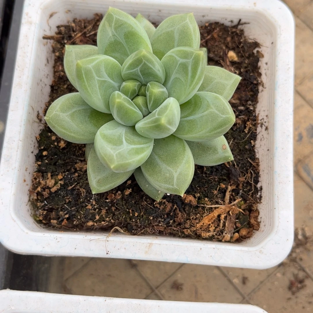 清***河多肉植物杂交多肉