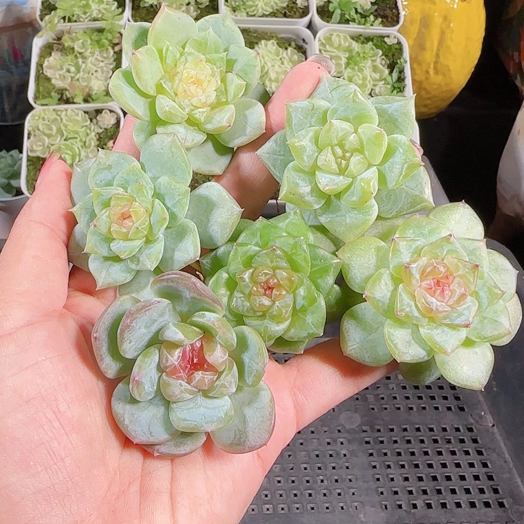 0914---131糖心珍妮