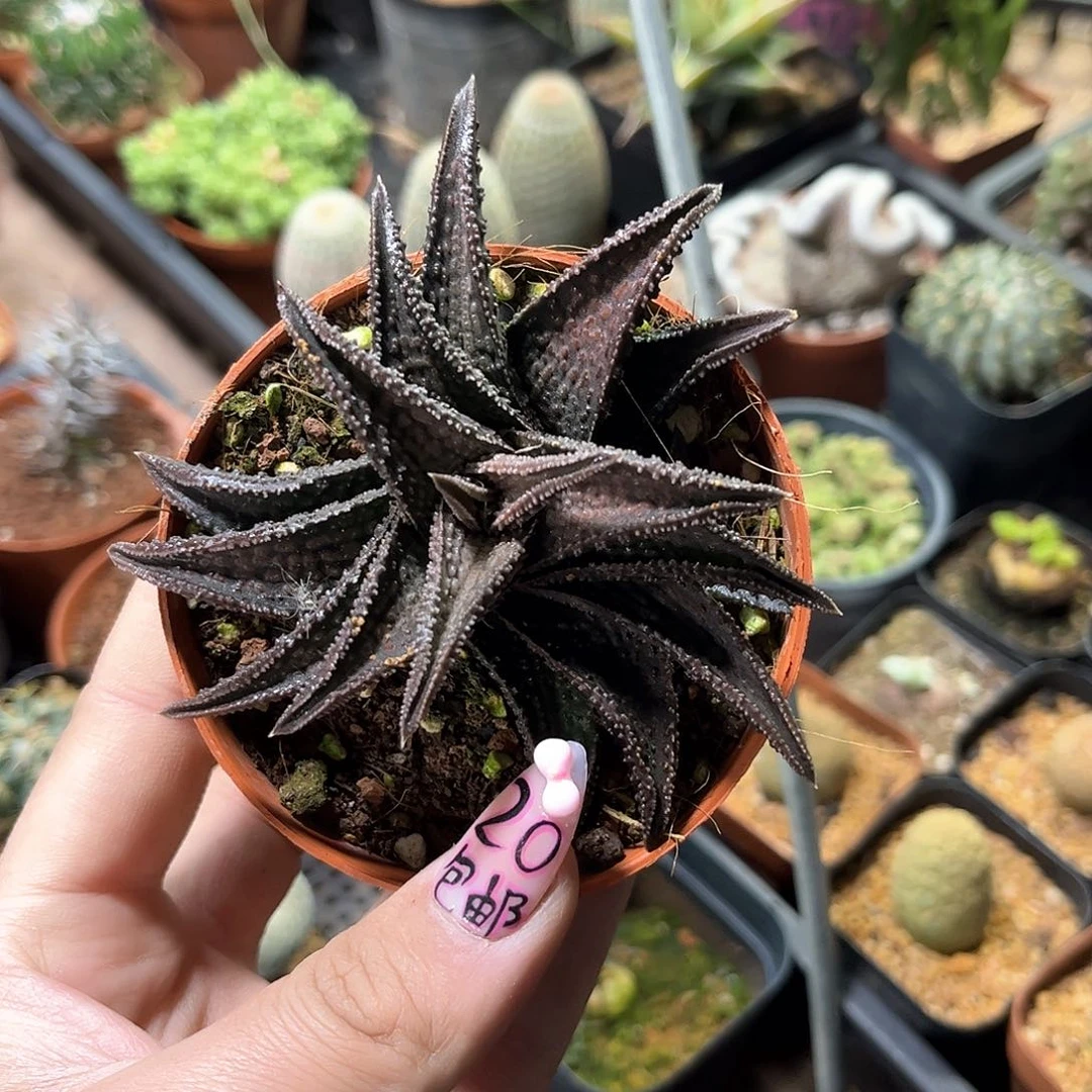 K****g24757一物一拍单头