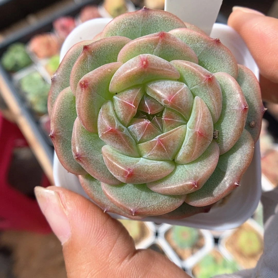 发***橙魅影可拍128号。