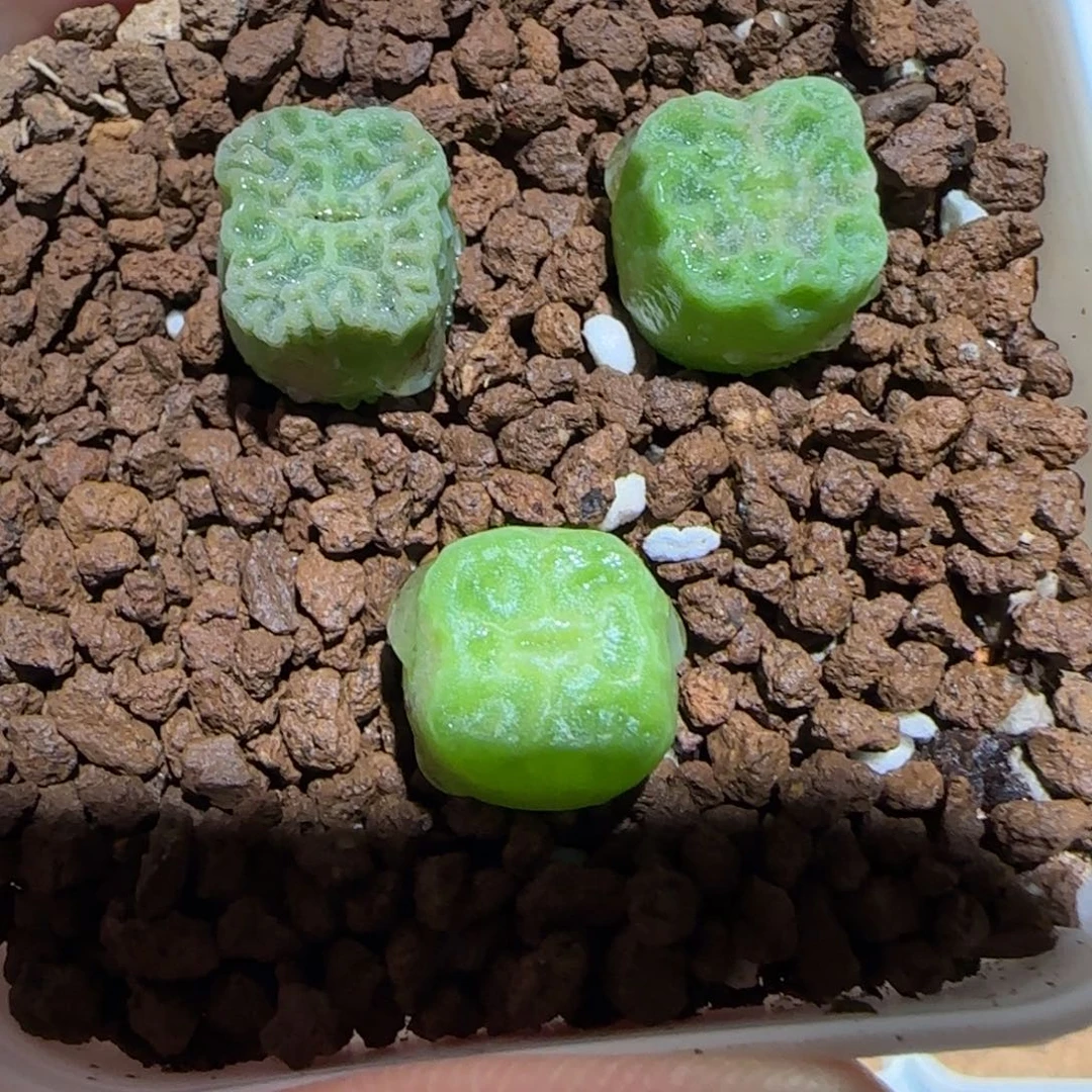 肉锥多肉植物组合-方烧935一盆