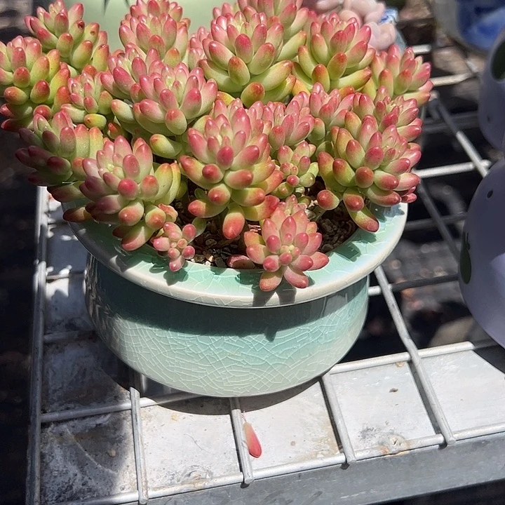 虹之玉锦带盆蓝色冰裂