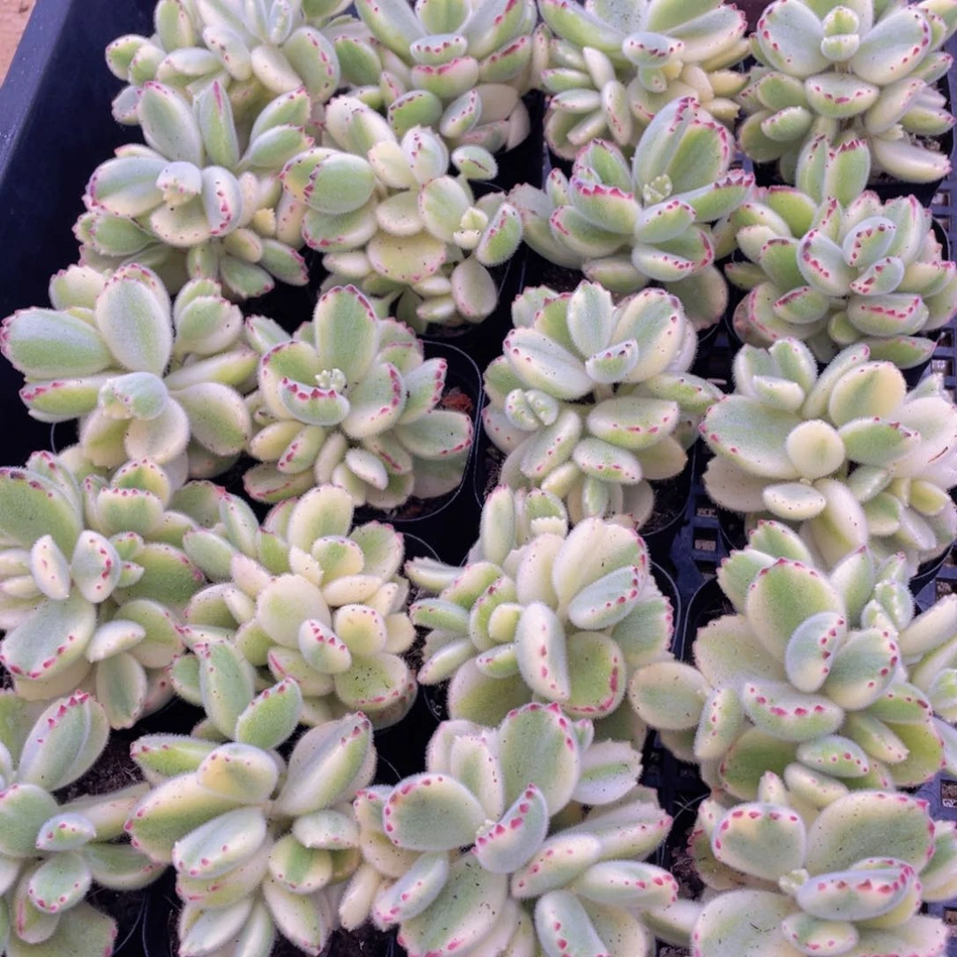 量拍38号 多头白熊群一个