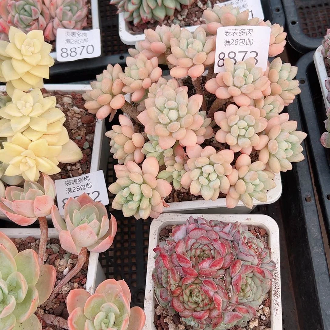 无花朵金****?多肉一物一拍8873