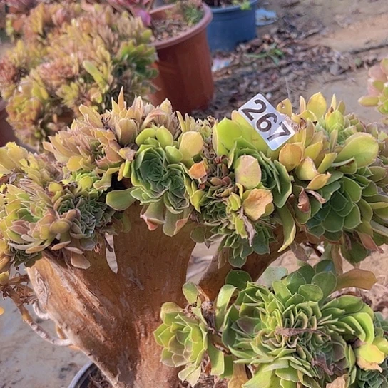 往***风多肉植物一个法师