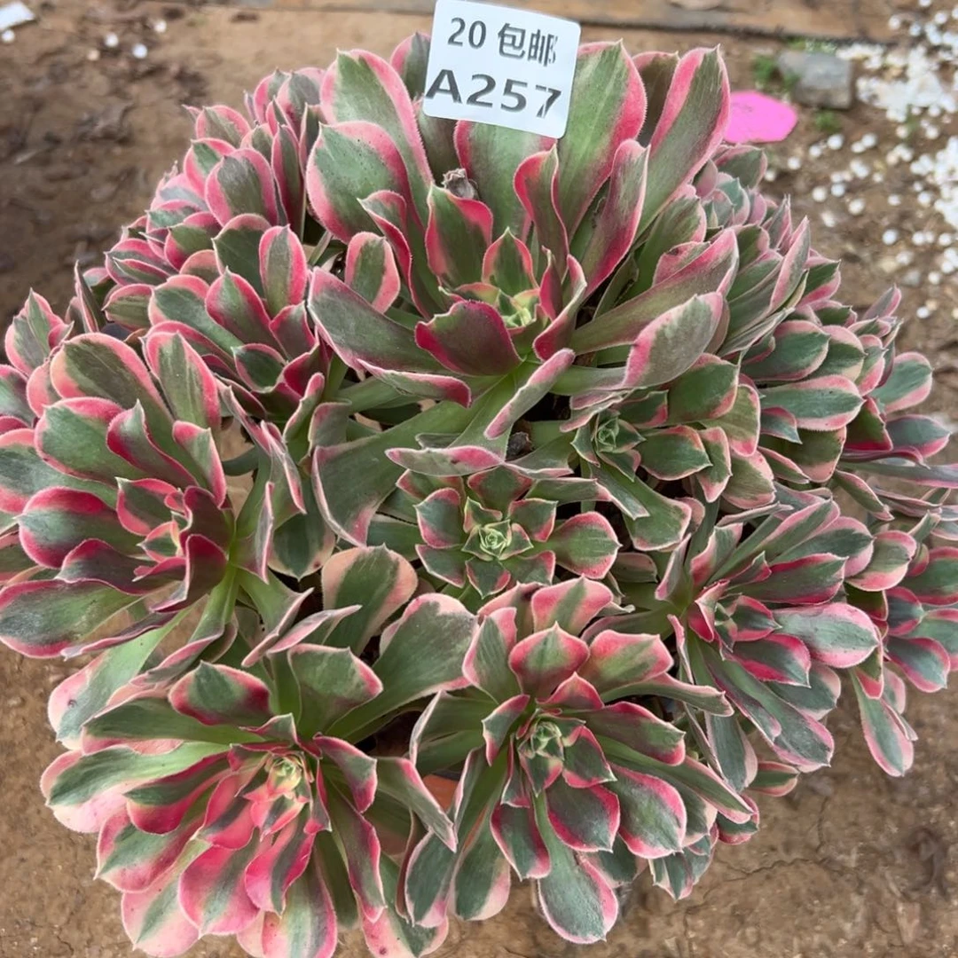 257女郎，多肉法师