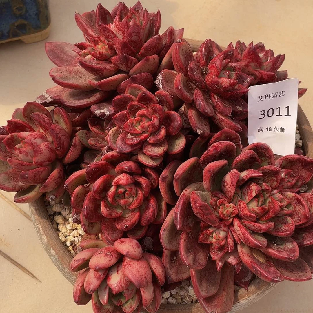 夏洛特011 多肉多肉多肉