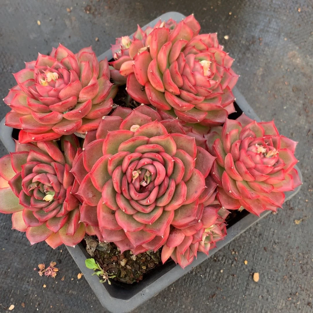 3292杂交精品基地18厘米