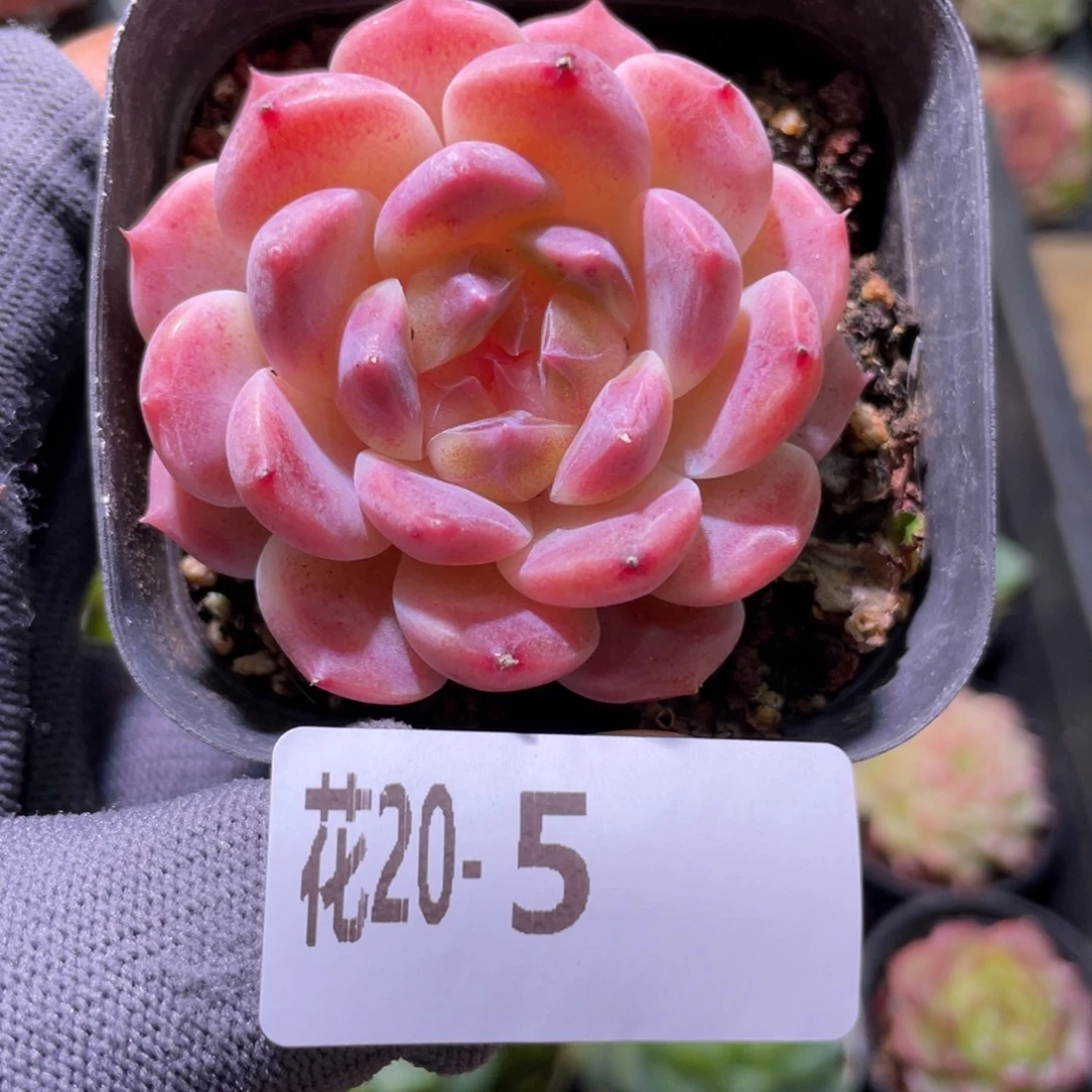 花利美20-5秘境冰魄