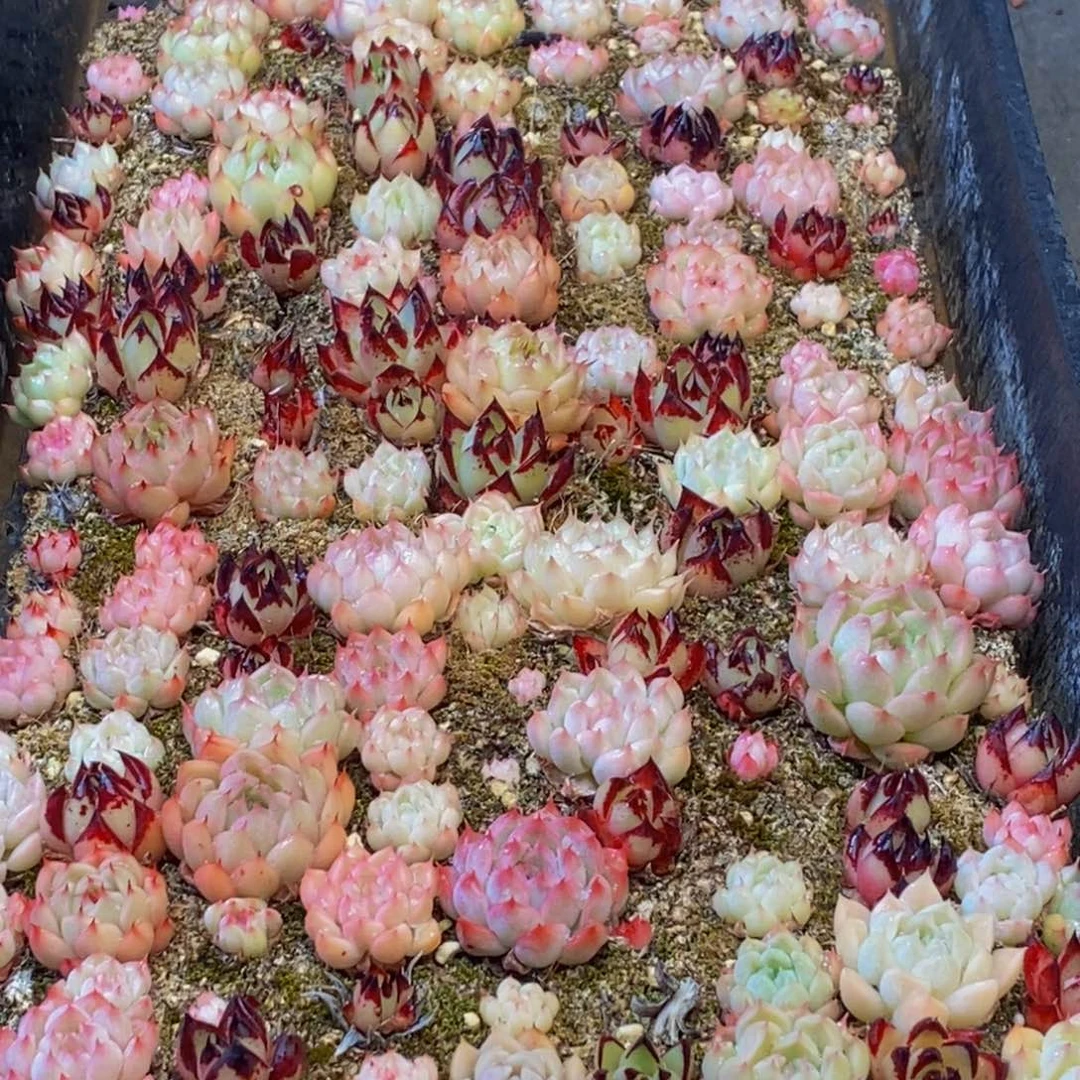 011多肉植物保护研究所所长助理