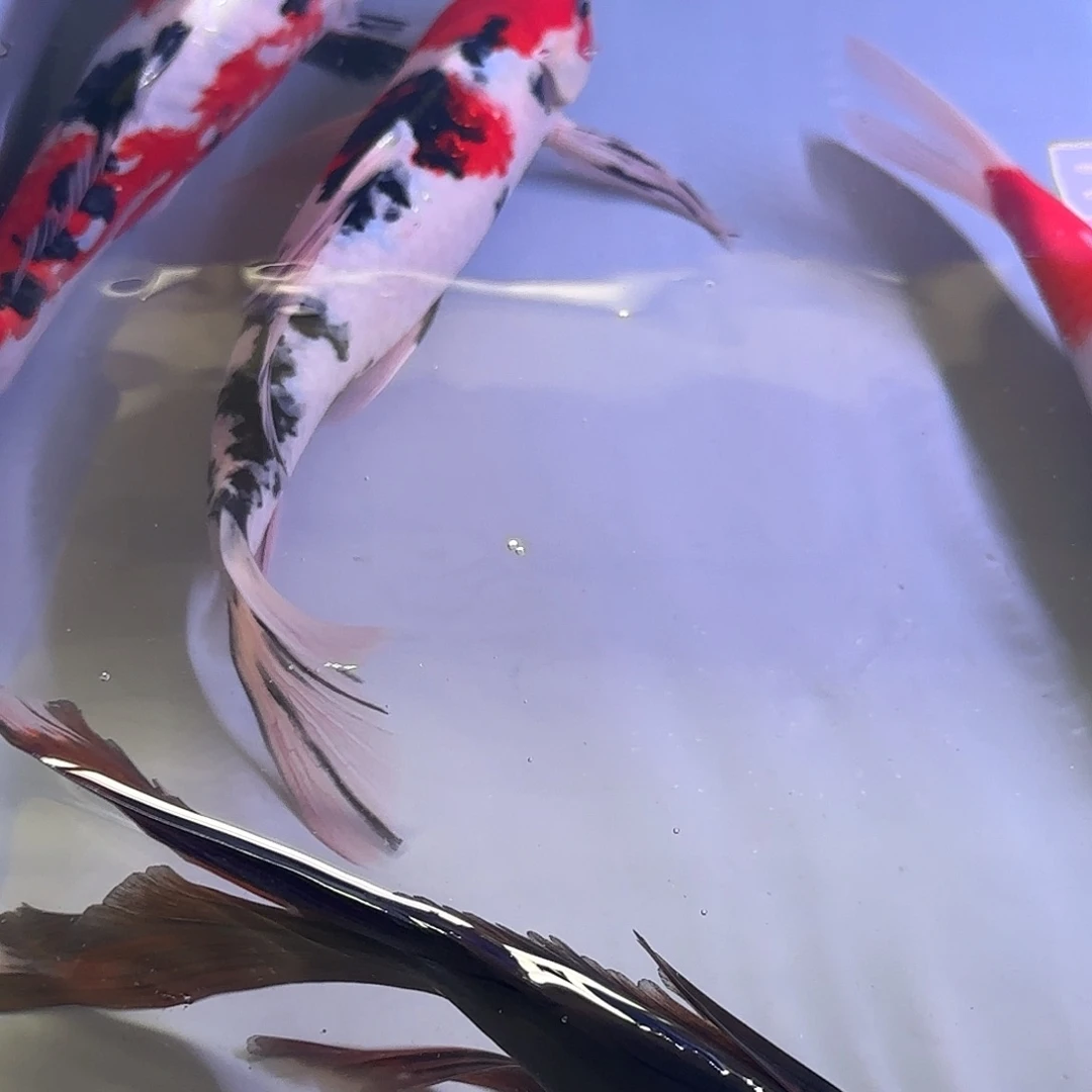 海水鱼福利价格88