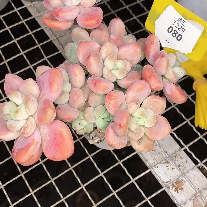 红洛神老桩1229080