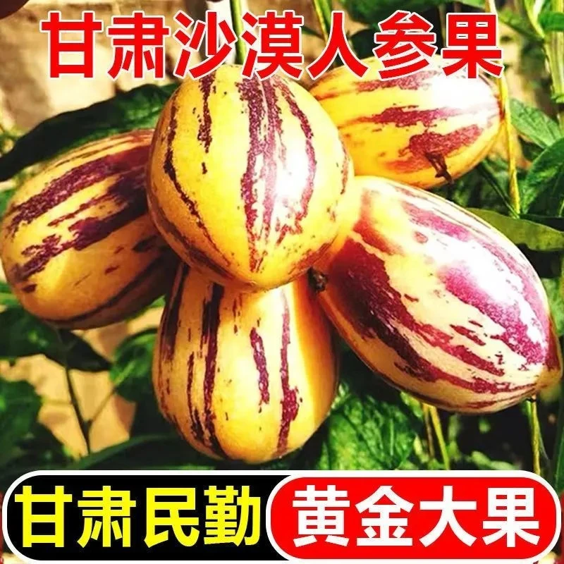 甘肃民勤沙漠果沙漠新鲜人参果现摘黄肉低糖清甜多汁水果10斤