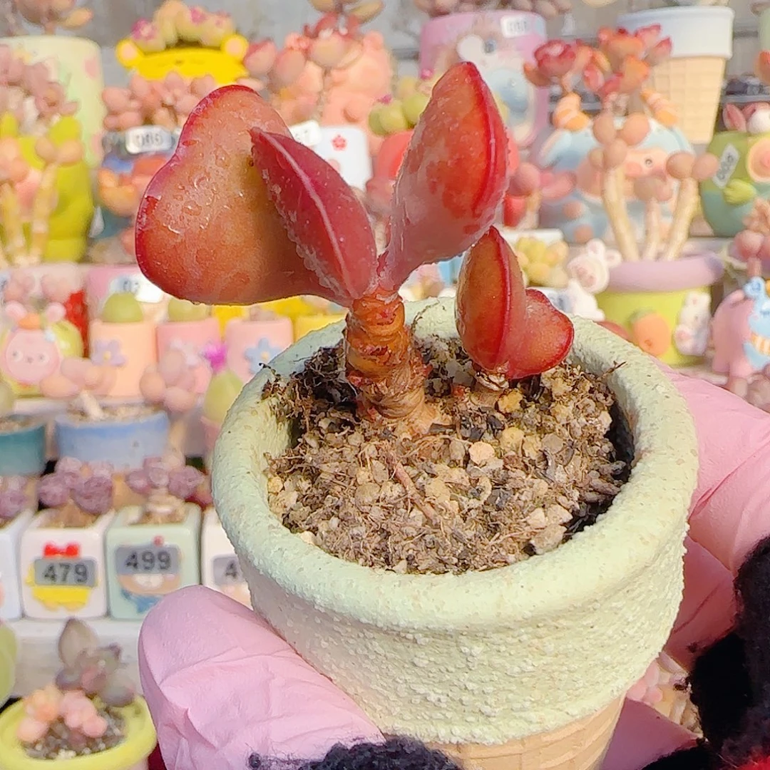 L 双头爱心 盆口4cm