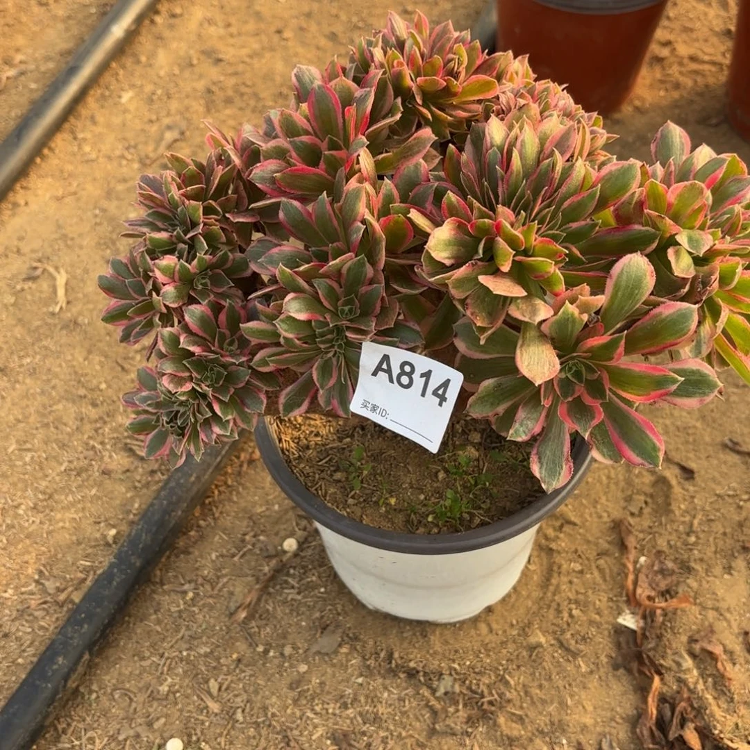 安***～女神缀断枝不包814