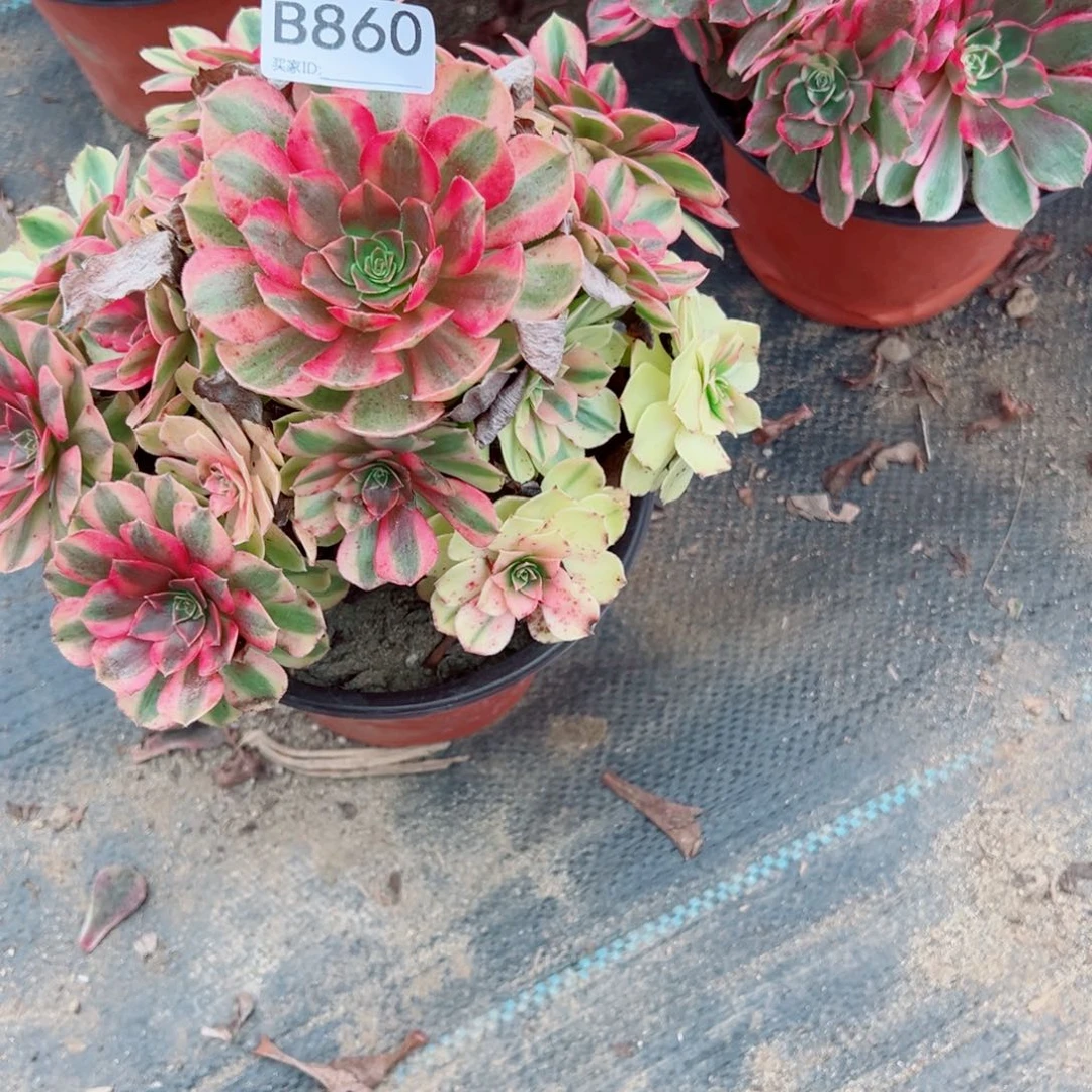 860雨荷多肉植物法师多肉
