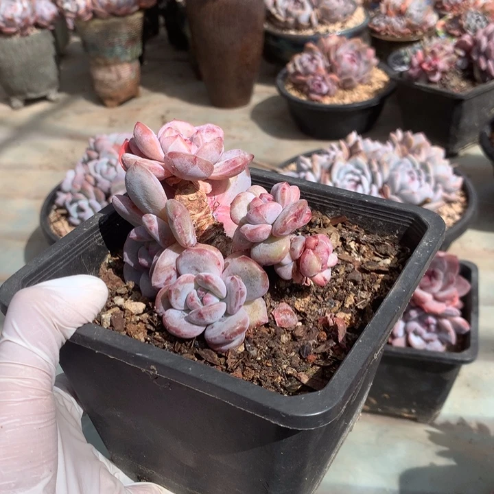 小朋友花花花花花花花